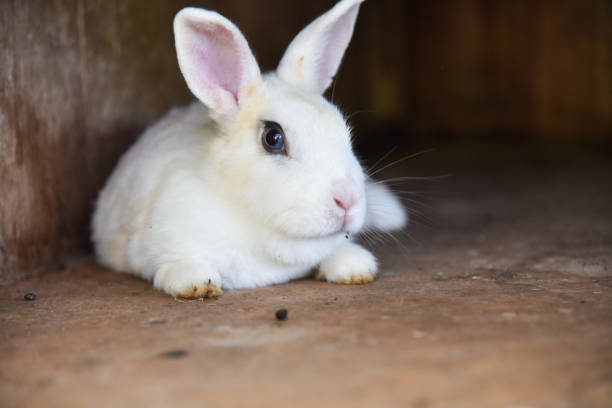 istock Rabbits are free to move in cages 1054741212