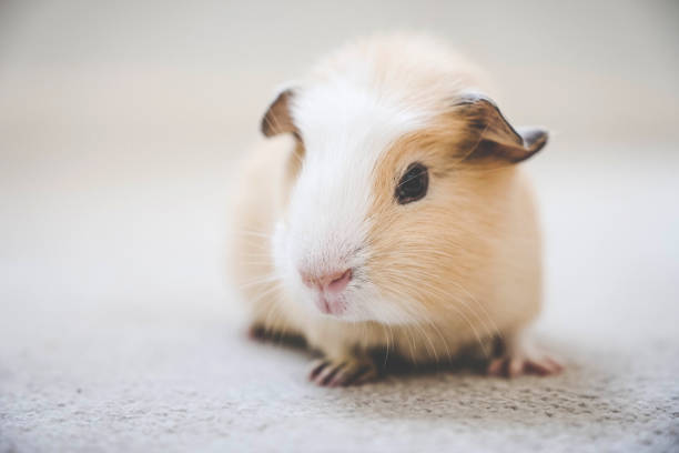 istock Cute baby guinea pig on carpet 1054741262