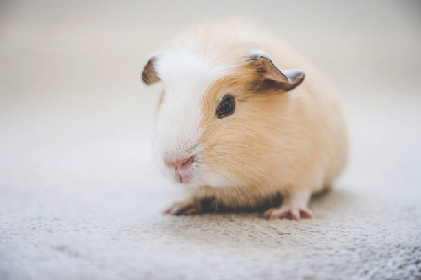 istock Cute baby guinea pig on carpet 1054741266