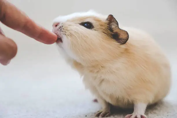 Close up of a cute baby guinea pig nibbling on finger