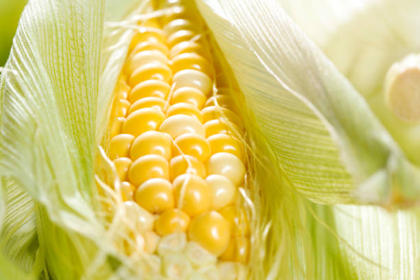 maïs en épi, closeup - corn on the cob macro corn crop freshness photos et images de collection