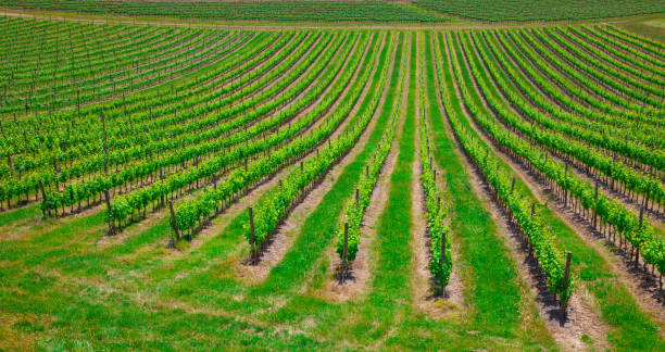 istock Gorgeous view on beautiful green vines 1054742166