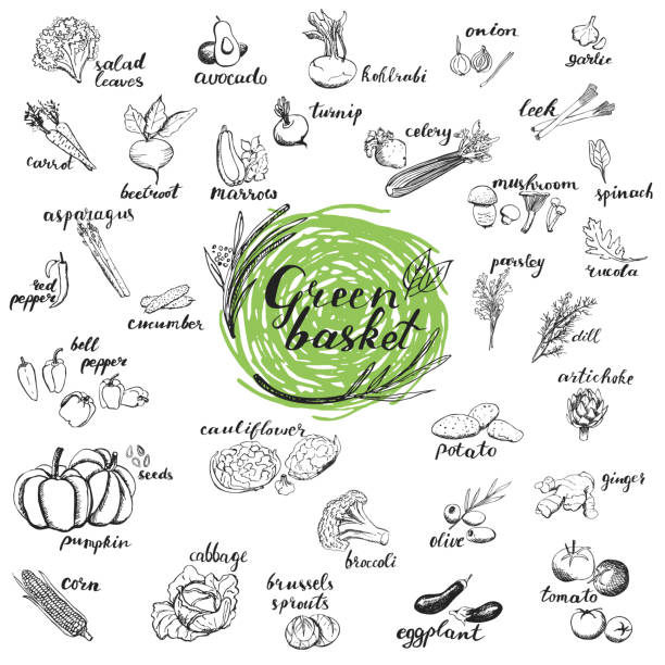 ilustraciones, imágenes clip art, dibujos animados e iconos de stock de verduras bocetos dibujados a mano. - arugula salad plant leaf