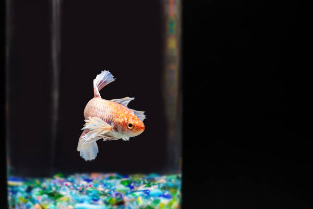 istock The beauty of fighting fish. 1054747848