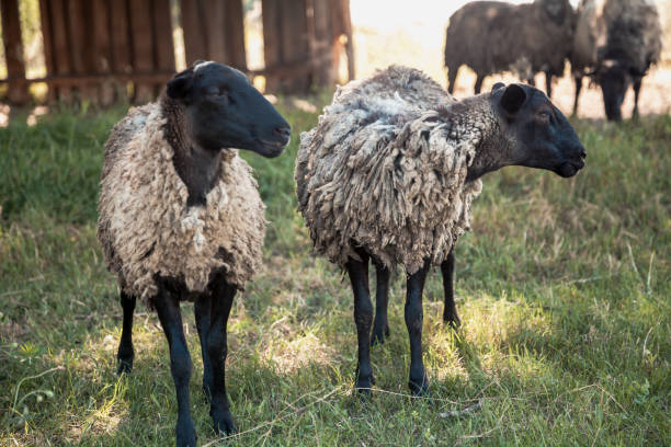 istock Romanov breed on green glade 1054748000