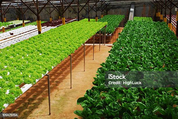 Granja Ecológica Foto de stock y más banco de imágenes de Agricultura - Agricultura, Aire libre, Alimento