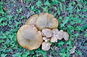 pilze-im-wald-gesammelt-verstreut-auf-dem-rasen.jpg?b=1&s=170x170&k=20&c=6umNGS9ANi9YirKBCpsNHea_UEb0xeiXzA2otFSxhzE=