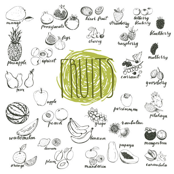 owoce ręcznie rysowane szkice izolowane na białym tle. - strawberry mangosteen agriculture banana stock illustrations