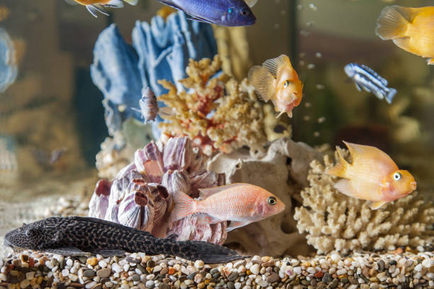 Home aquarium Home aquarium with fish Parrots, Hypostomus plecostomus and Malawi cichlids loricariidae stock pictures, royalty-free photos & images