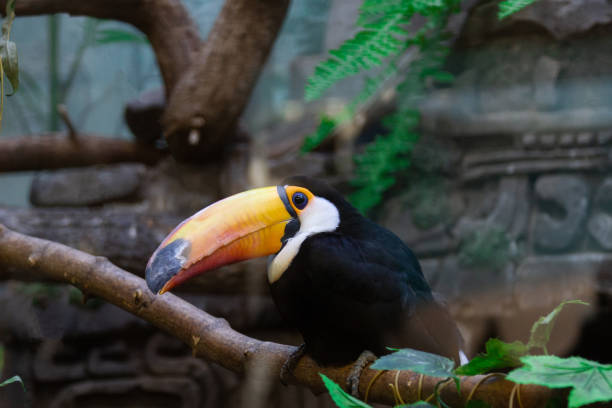 istock Ramphastos toco at the zoo 1054754106