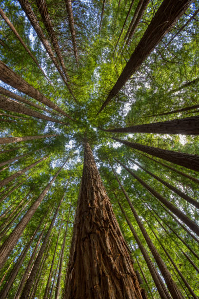 istock Sequoias in Cabezon de la Sal, Spain. 1054754294