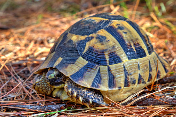 istock Beautiful turtle in the forest 1054754386