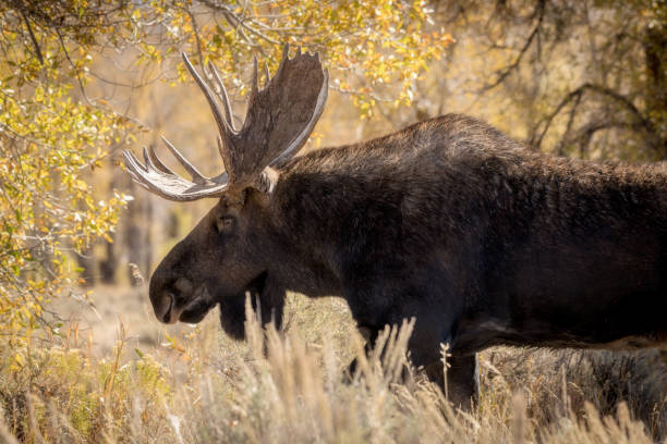 istock Classic view of a large Bull Moose side view 1054754396