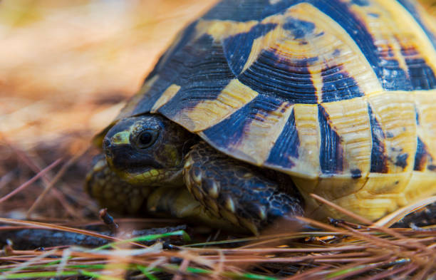 istock Beautiful turtle in the forest 1054754410