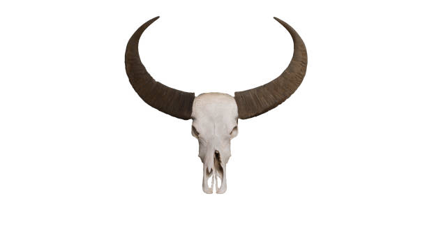 istock Head skull of buffalo isolated. 1054754462