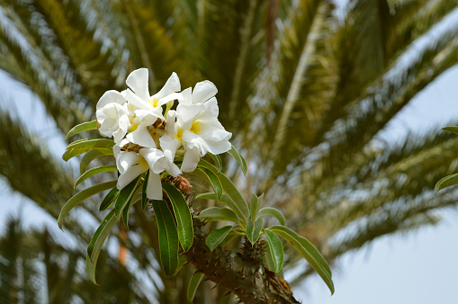 Pachypodium lamerel flowers