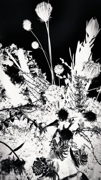 istock Black and White Flowers 1054756108