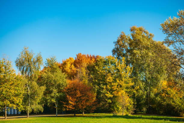 istock Some autumnal colored trees with blue sky 1054756348