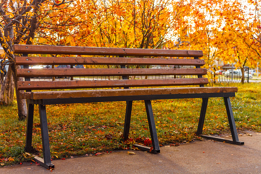 Empty brown wooden bench under autumn trees with yellow leaves.