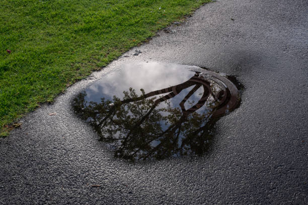 Free Stock Photo of Reflection of a Tree in a Puddle of Water ...