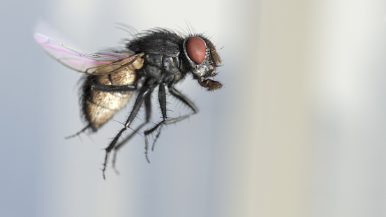 Housefly midair motion freeze