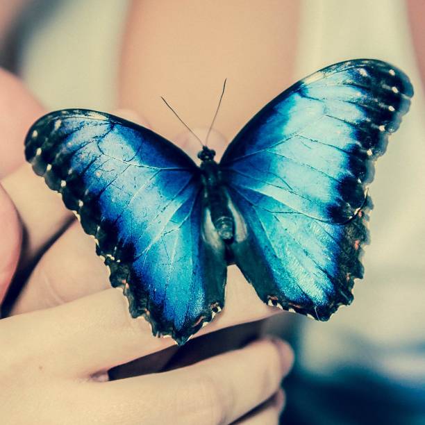 istock a butterfly morpho peleides sitting on the hand 1054763748