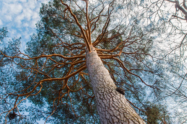 istock a big pine tree shot from the bottom up 1054764188
