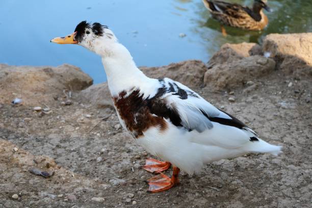 istock Magpie duck in Park Villa Borghese in Rome, Italy 1054765694