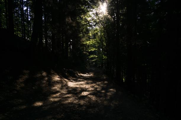 istock Magic trees and paths in the forest and on meadow. 1054766536