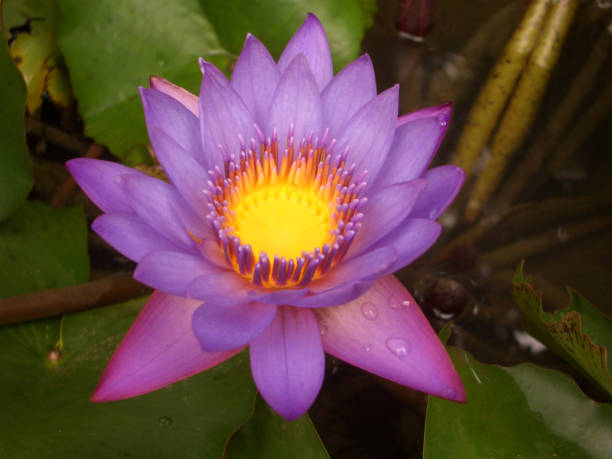 Purple Lotus A beautiful purple lotus nymphaea stellata stock pictures, royalty-free photos & images