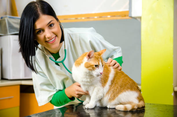 istock Veterinarian smiling, checkup cat 1054775836