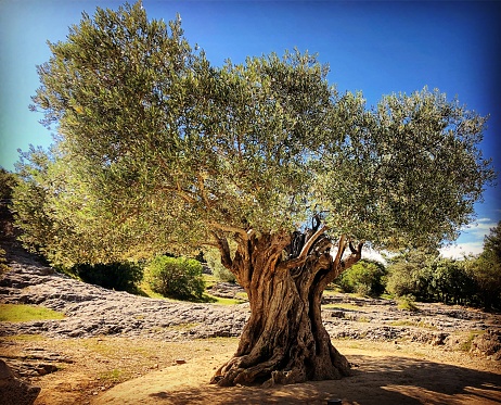 Very old olive tree with twisted trunk growing in nature with bright blue sky. Tree is close up and full image is in focus