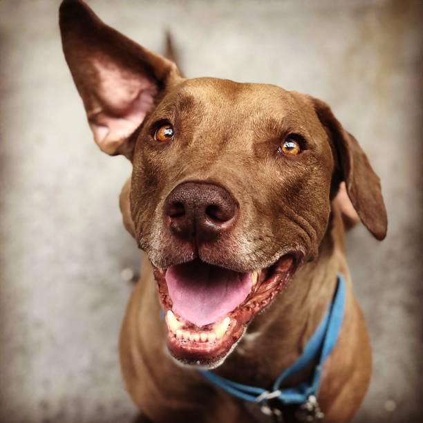 istock Brown lsrgr  dog sitting and looking directly into camera 1054778616
