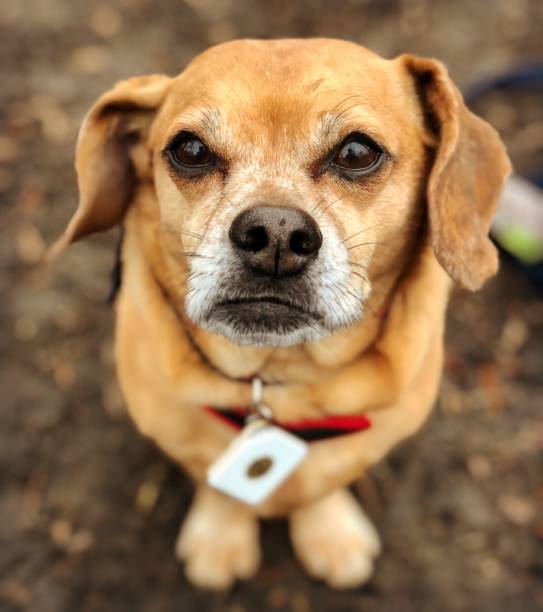 istock Small generic brown dog looking up towards camera 1054778640
