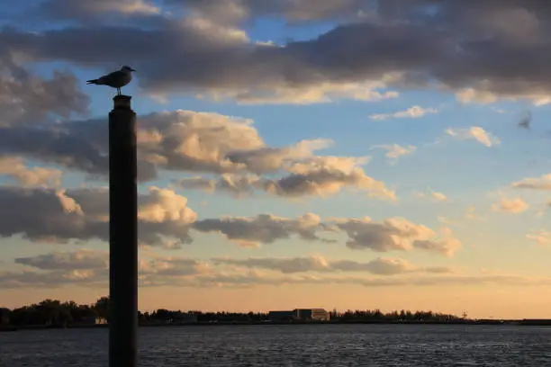 A lone seagull perching high on top of a pole facing the setting sun at Toronto's HTO Park at the edge of Lake Ontario. The setting sun illuminated the sun-and-cloud blue sky.