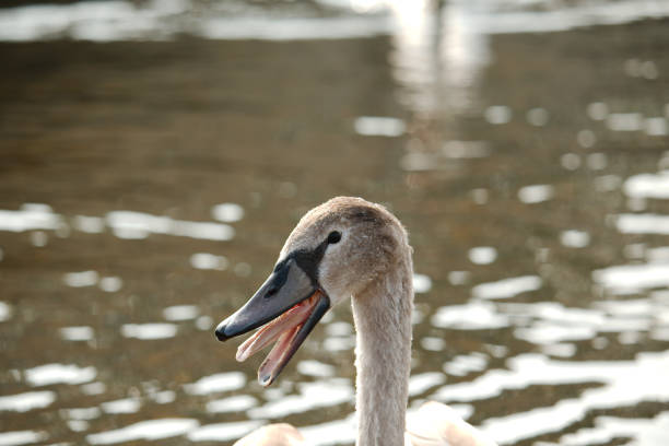 istock A swan cygnet with its mouth open 1054780166