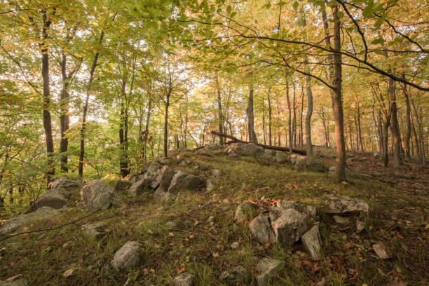 Autumn Fall Foliage Forest Adirondack Mountains, New York