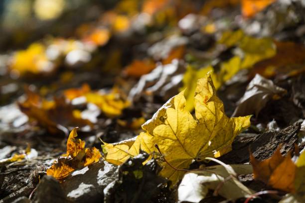 istock Autumn colorful leaves. 1054788108