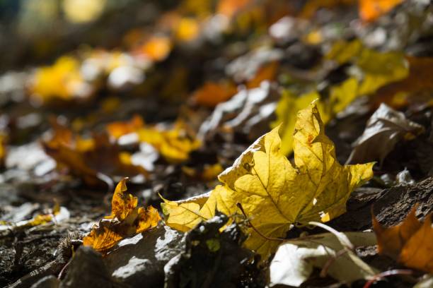 istock Autumn colorful leaves. 1054788116