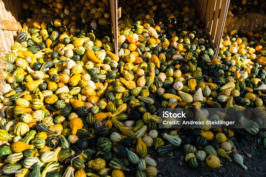 Pumpkins - Cucurbita Many different pumpkins at the Pumpkin Festival Agriculture Stock Photo