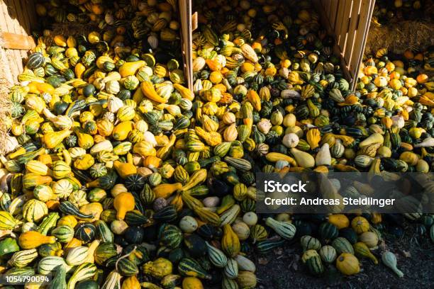 Pumpkins Cucurbita Stock Photo - Download Image Now - Agriculture, Autumn, Bale