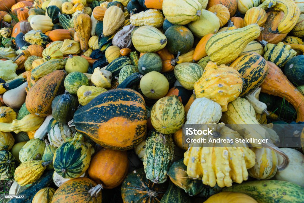 Pumpkins - Cucurbita Many different pumpkins at the Pumpkin Festival Agriculture Stock Photo