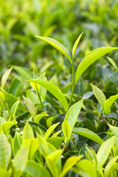istock Fresh leaves of green tea close up 1054790404
