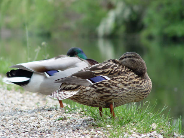 istock A couple of mallards 1054791690