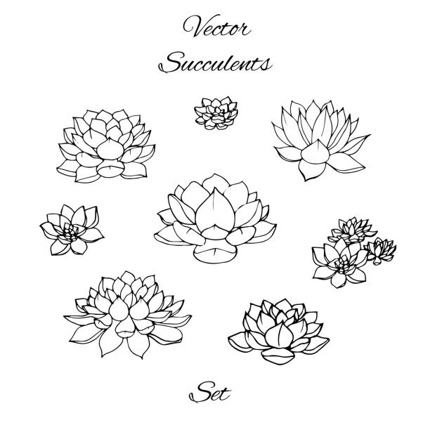 Hand drawn vector succulents contours set isolated on white background. Hand drawn vector succulents contours set isolated on white background. lotus flower drawing stock illustrations