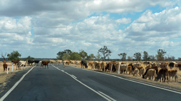 istock Cattle Droving To Market In Australia 1054795744