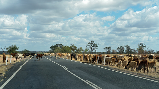 Cattle feeding on the side of a highway in outback Australia during the drought