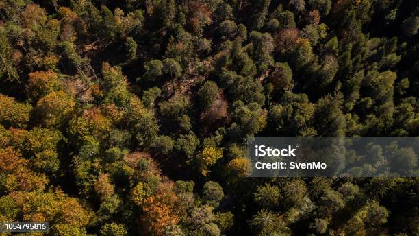 Fürstenwald 1 Foto de stock y más banco de imágenes de 2015 - 2015, Abedul, Abeto Picea