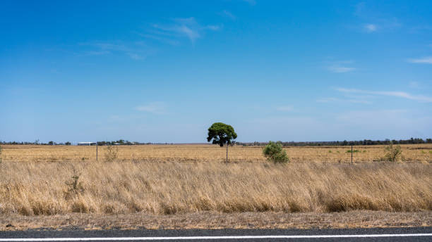 広大な風景の中の距離でホームステッド - cattle station ストックフォトと画像