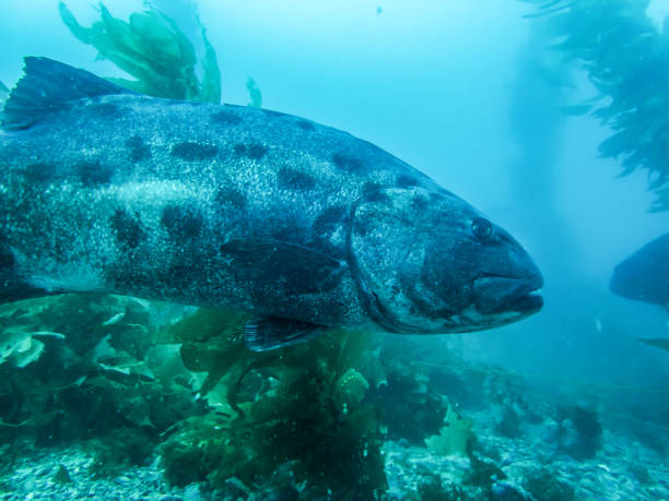 istock Close up Profile Giant Sea Bass Underwater 1054796336